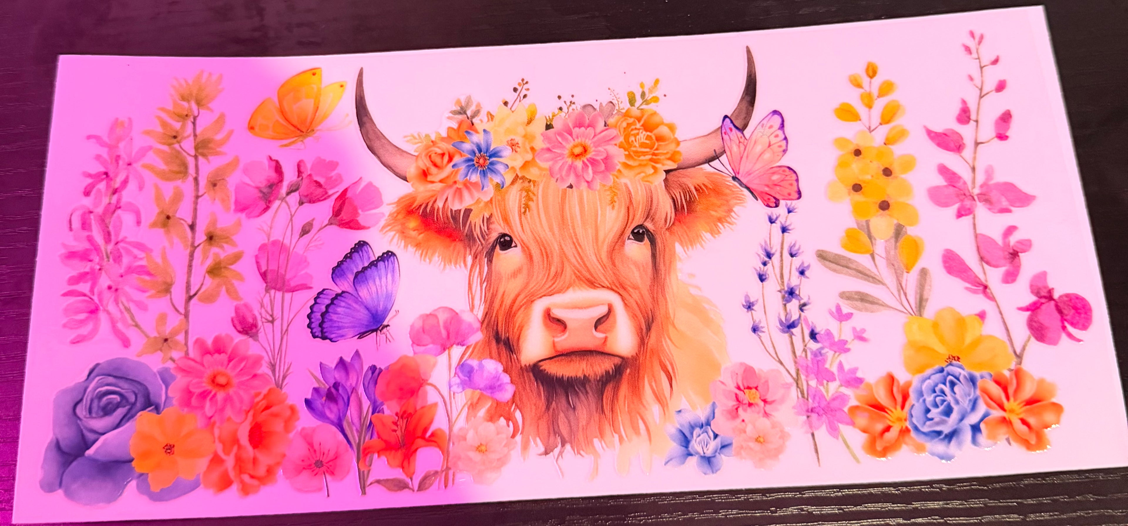Highland Cows