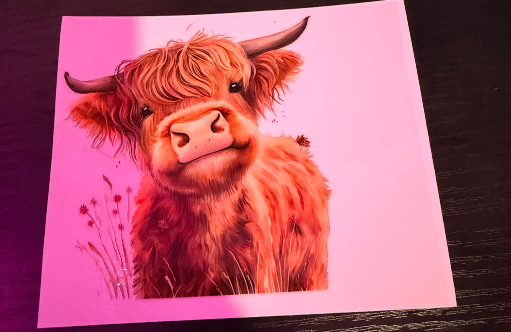 Highland Cows