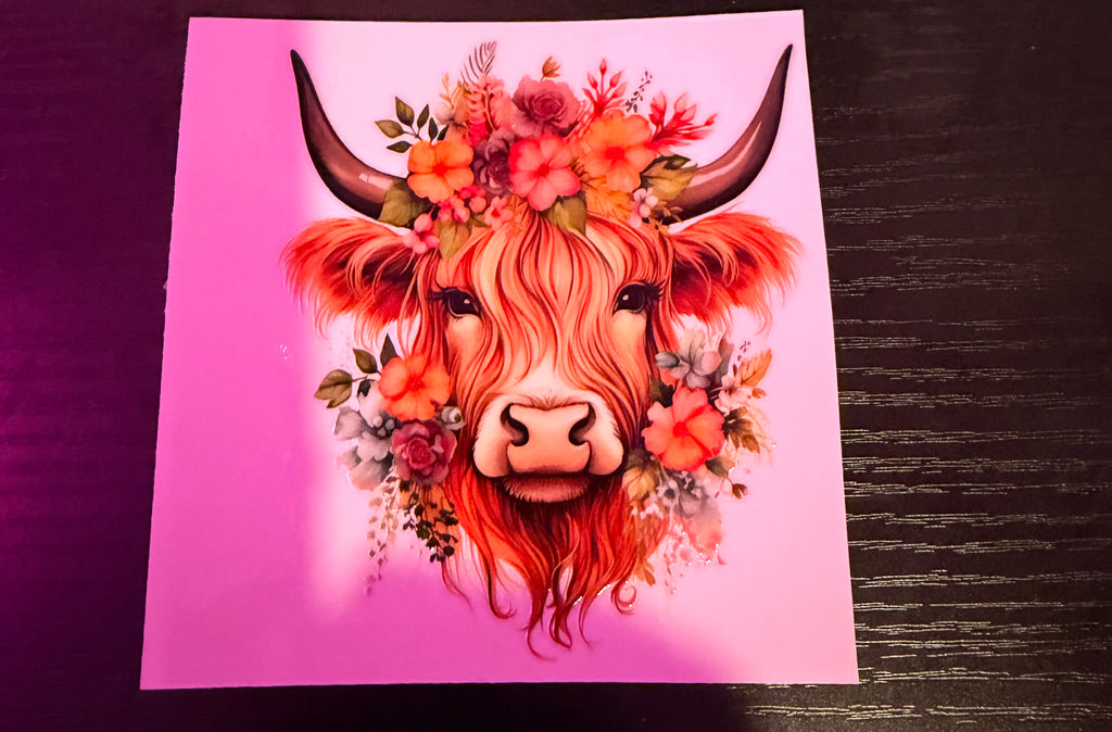 Highland Cows