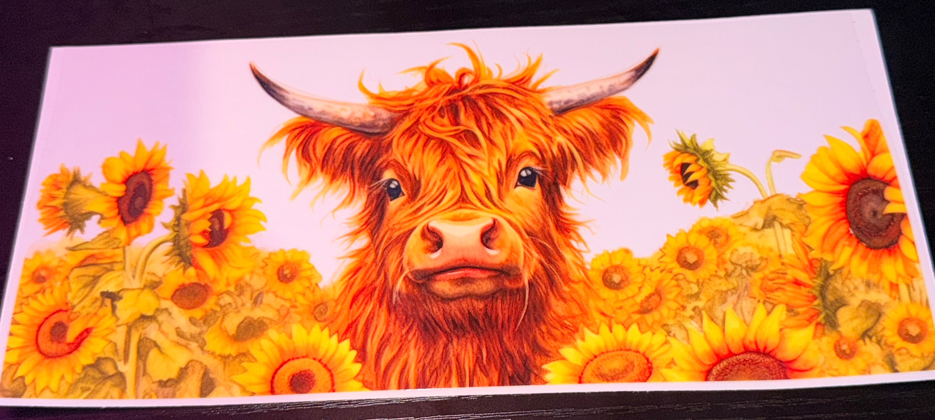 Highland Cows