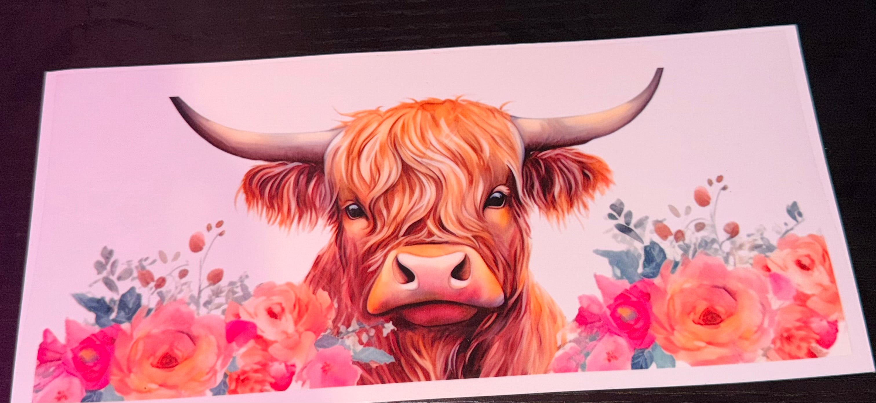 Highland Cows