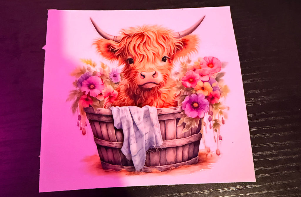 Highland Cows