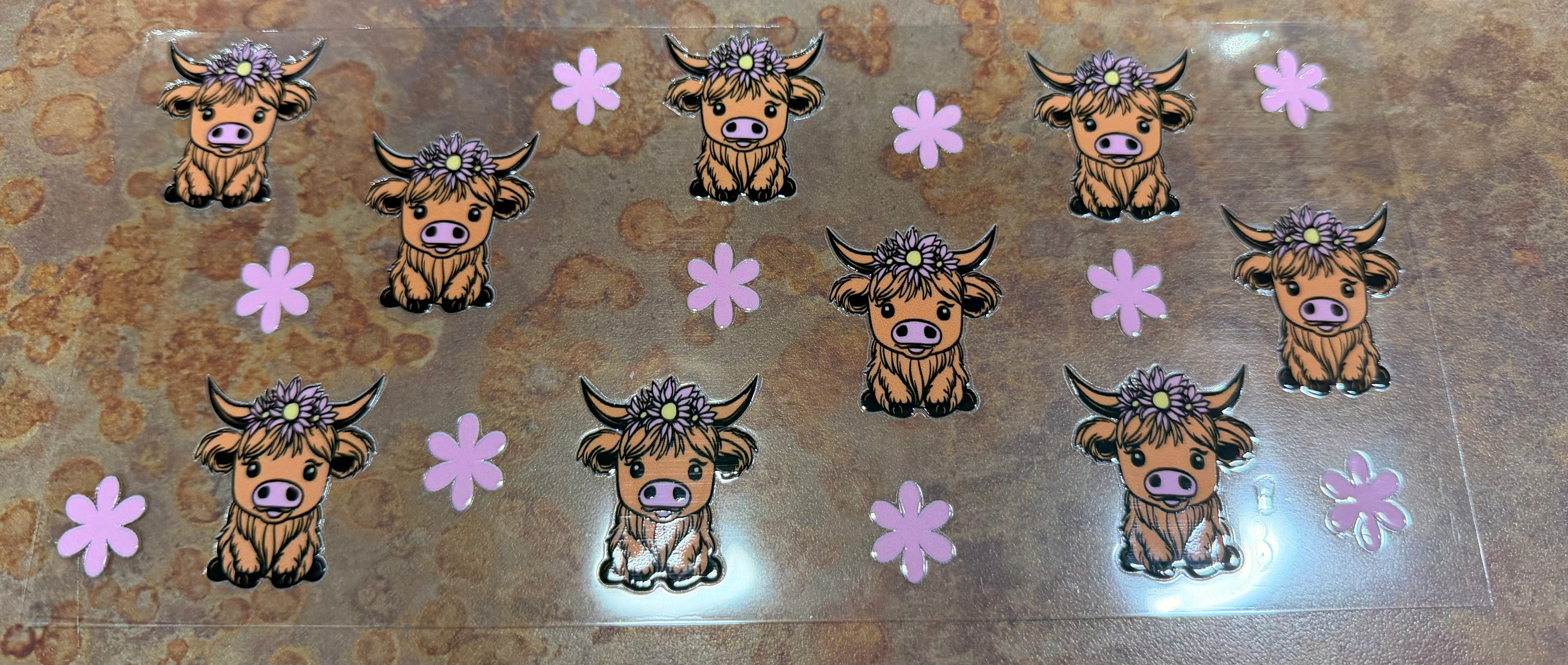 Highland cows