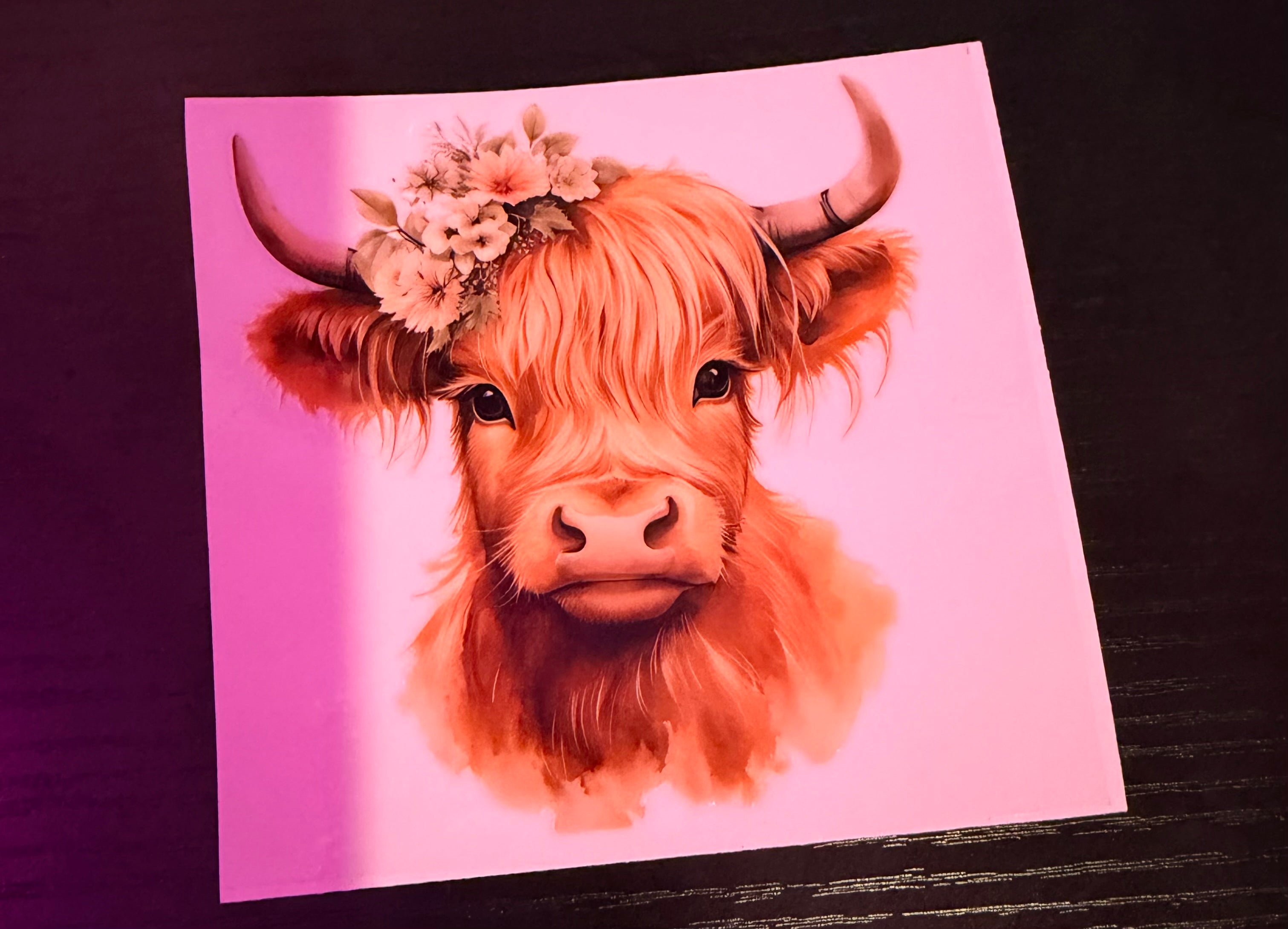 Highland Cows